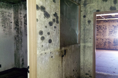 Mold Assessment